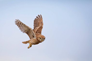 Uçan baykuş. Doğa geçmişi. Küçük Baykuş. Athene noctua.
