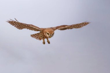 Uçan baykuş. Doğa geçmişi. Küçük Baykuş. Athene noctua.