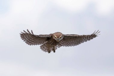 Uçan baykuş. Doğa geçmişi. Küçük Baykuş. Athene noctua.