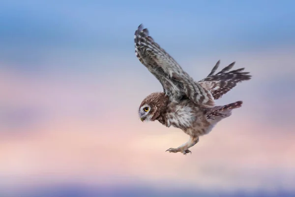 空飛ぶフクロウ 自然を背景に フクロウ アテネ ノクトゥア — ストック写真