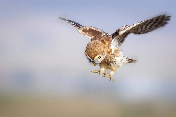 Летающая Сова Природа Маленькая Сова Афинская Ноктуа — стоковое фото