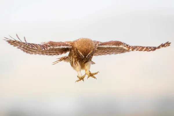 Hibou Volant Fond Naturel Petit Hibou Athene Noctua — Photo