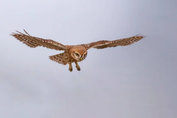Uçan baykuş. Doğa geçmişi. Küçük Baykuş. Athene noctua.