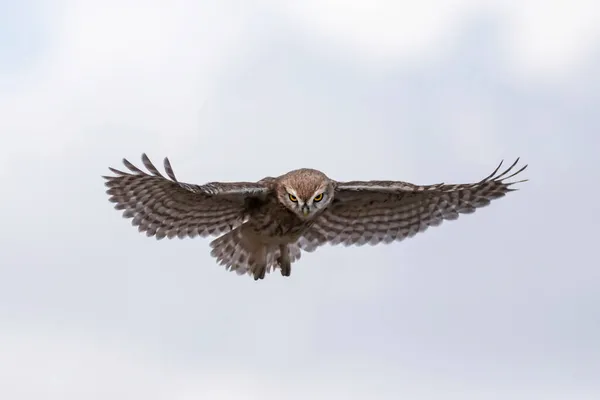 Vliegende Uil Natuur Achtergrond Kleine Uil Athene Noctua — Stockfoto