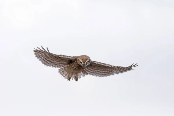 Létající Sova Přírodní Pozadí Malá Sova Athene Noctua — Stock fotografie