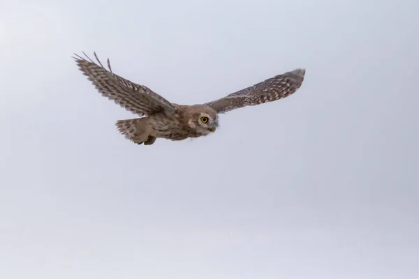 Búho Volador Fondo Naturaleza Pequeño Búho Atenea Noctua — Foto de Stock