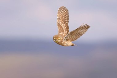 Uçan baykuş. Doğa geçmişi. Küçük Baykuş. Athene noctua.
