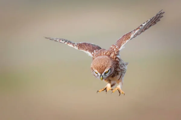 空飛ぶフクロウ 自然を背景に フクロウ アテネ ノクトゥア — ストック写真