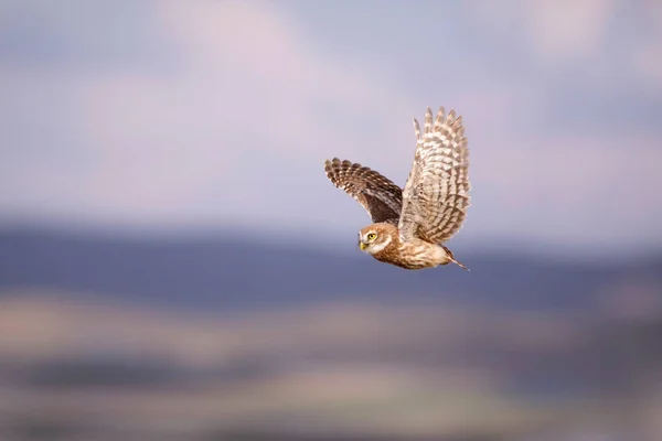 空飛ぶフクロウ 自然を背景に フクロウ アテネ ノクトゥア — ストック写真