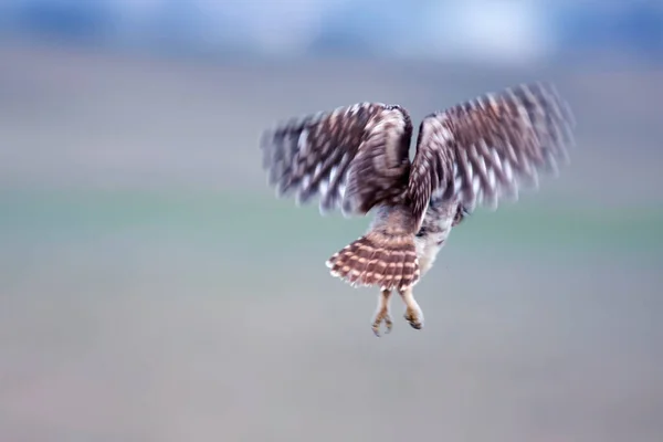 Coruja Voadora Fundo Natureza Pequeno Coruja Athene Noctua — Fotografia de Stock