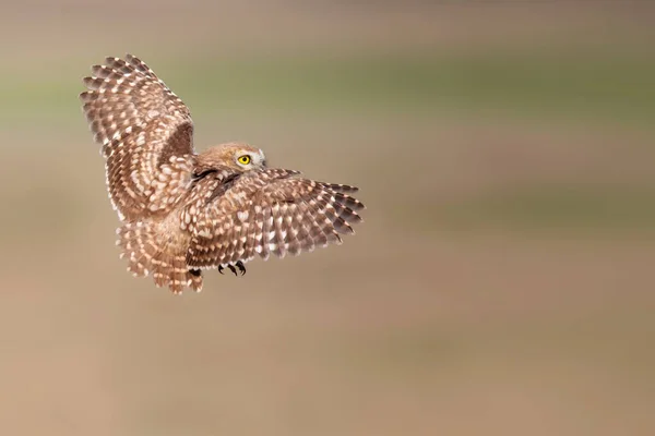 Vliegende Uil Natuur Achtergrond Kleine Uil Athene Noctua — Stockfoto