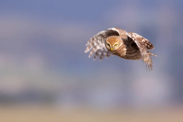 空飛ぶフクロウ 自然を背景に フクロウ アテネ ノクトゥア — ストック写真