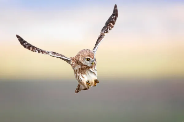 Búho Volador Fondo Naturaleza Pequeño Búho Atenea Noctua — Foto de Stock