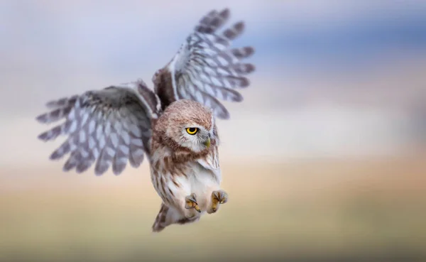 Búho Volador Fondo Naturaleza Pequeño Búho Atenea Noctua —  Fotos de Stock