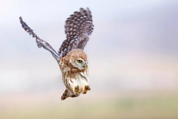 Flying Owl Nature Background Little Owl Athene Noctua — Stock Photo, Image