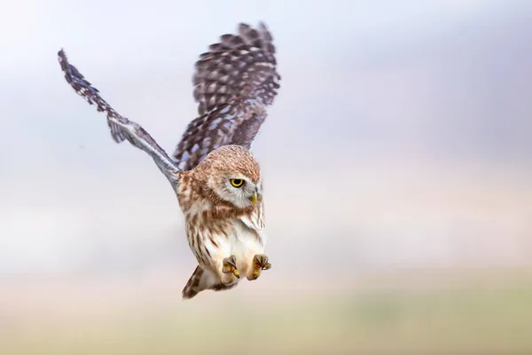 Flygande Uggla Naturbakgrund Lilla Ugglan Aten Noctua — Stockfoto