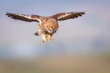 Küçük baykuş (Athene noctua) uçuyor. Renkli doğa arkaplanı.