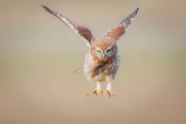 Little Owl Athene Noctua Flying Colorful Nature Background — Stock Photo, Image