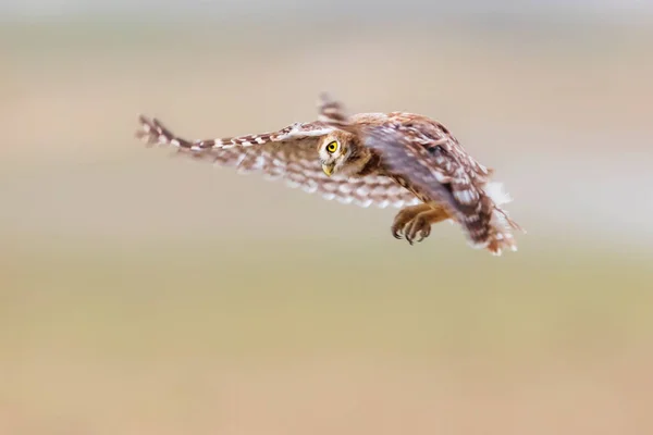 Het Uiltje Athene Noctua Vliegt Kleurrijke Natuur Achtergrond — Stockfoto