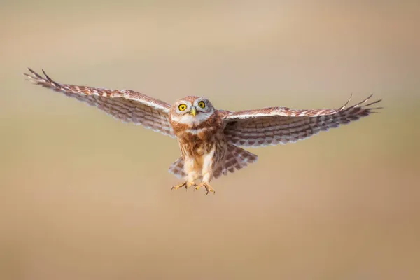 Πετάει Μικρή Κουκουβάγια Athene Noctua Πολύχρωμο Φόντο Της Φύσης — Φωτογραφία Αρχείου