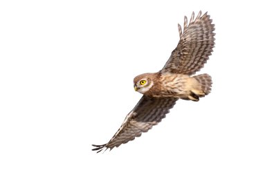 Küçük baykuş (Athene noctua) uçuyor. İzole edilmiş bir kuş. Beyaz arkaplan.
