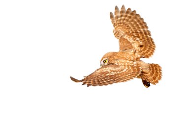 Küçük baykuş (Athene noctua) uçuyor. İzole edilmiş bir kuş. Beyaz arkaplan.