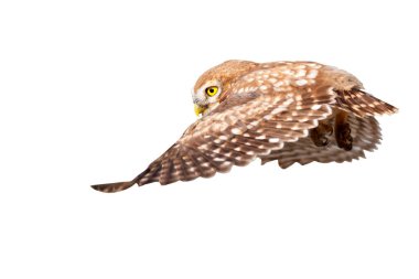 Küçük baykuş (Athene noctua) uçuyor. İzole edilmiş bir kuş. Beyaz arkaplan.
