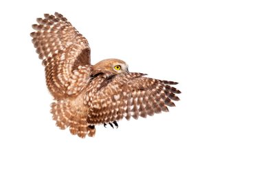 Küçük baykuş (Athene noctua) uçuyor. İzole edilmiş bir kuş. Beyaz arkaplan.