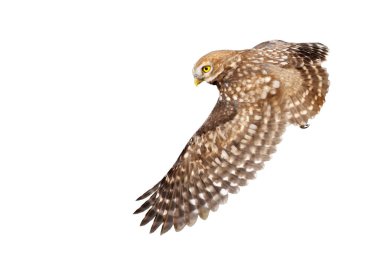 Küçük baykuş (Athene noctua) uçuyor. İzole edilmiş bir kuş. Beyaz arkaplan.