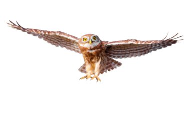 Küçük baykuş (Athene noctua) uçuyor. İzole edilmiş bir kuş. Beyaz arkaplan.