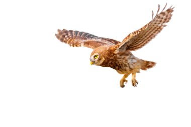 Küçük baykuş (Athene noctua) uçuyor. İzole edilmiş bir kuş. Beyaz arkaplan.