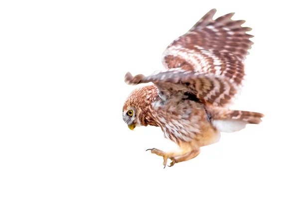 Little Owl Athene Noctua Flying Isolated Bird White Background — Stock Photo, Image