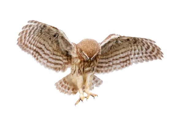 Küçük baykuş (Athene noctua) uçuyor. İzole edilmiş bir kuş. Beyaz arkaplan.