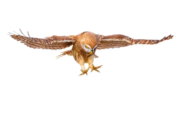 Piccolo Gufo Athene Noctua Sta Volando Uccello Isolato Fondo Bianco — Foto Stock
