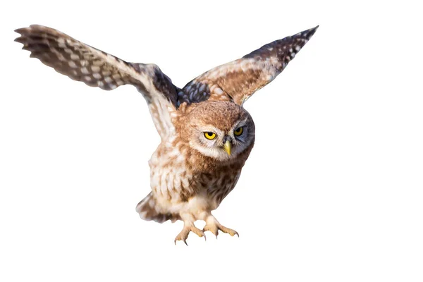 Pequena Coruja Athene Noctua Está Voando Pássaro Isolado Fundo Branco — Fotografia de Stock