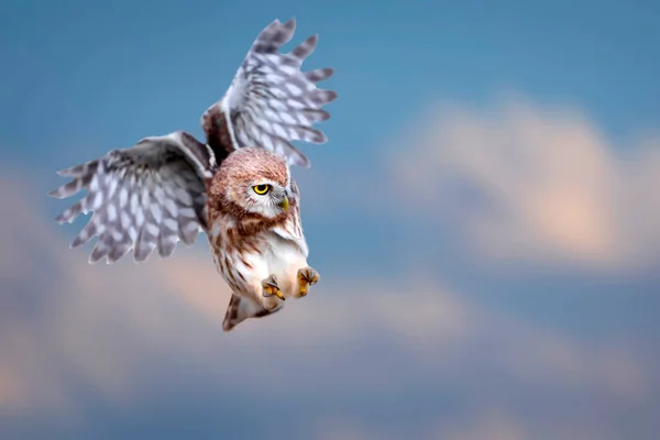 Pequeño Búho Athene Noctua Está Volando Fondo Naturaleza —  Fotos de Stock