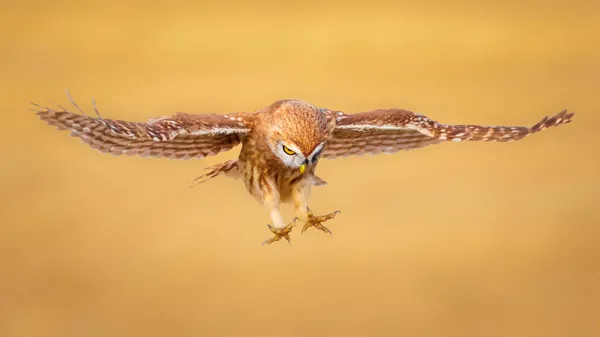 Malá Sova Athéna Noctua Letí Žluté Přírodní Pozadí — Stock fotografie