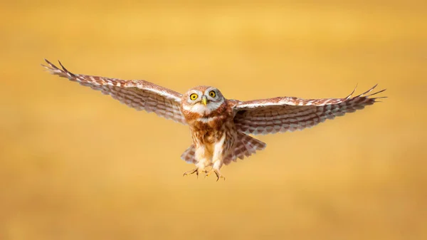 小さなフクロウ アテネ ノクトゥア が飛んでいます 黄色の自然背景 — ストック写真