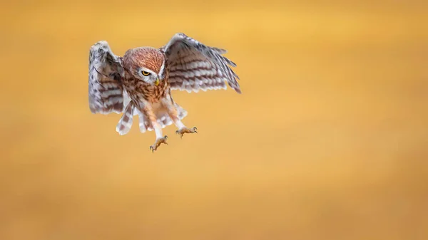 Küçük Baykuş Athene Noctua Uçuyor Sarı Doğa Arkaplanı — Stok fotoğraf