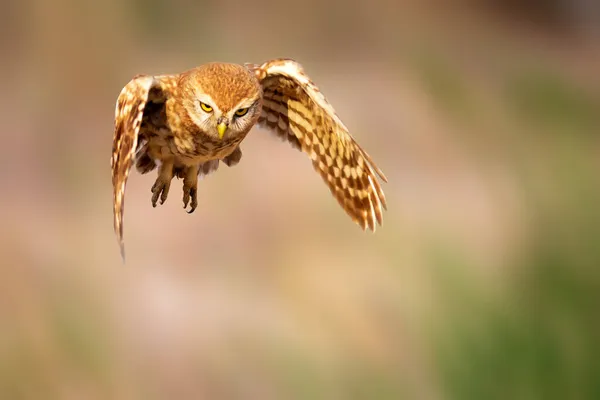 Pequeño Búho Athene Noctua Está Volando Fondo Naturaleza — Foto de Stock