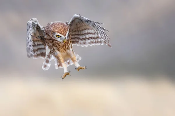 Little Owl Athene Noctua Flying Nature Background — Stock Photo, Image