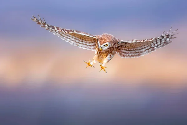 Pequena Coruja Athene Noctua Está Voando Natureza Fundo — Fotografia de Stock