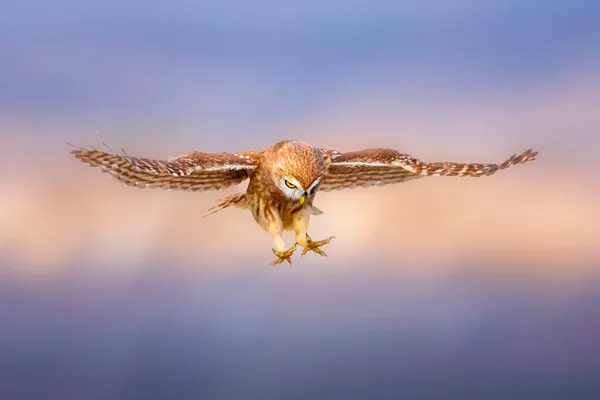 Küçük Baykuş Athene Noctua Uçuyor Doğa Arkaplanı — Stok fotoğraf