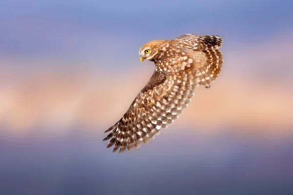 Pequena Coruja Athene Noctua Está Voando Natureza Fundo — Fotografia de Stock