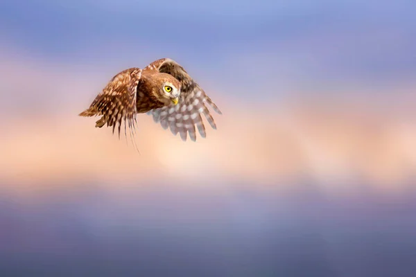 Piccolo Gufo Athene Noctua Sta Volando Sfondo Della Natura — Foto Stock