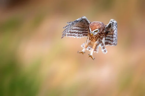 小さなフクロウ アテネ ノクトゥア が飛んでいます 自然背景 — ストック写真