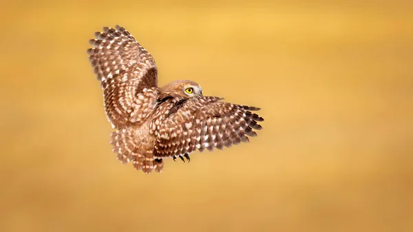 Little Owl Athene Noctua Flying Yellow Nature Background — Stock Photo, Image