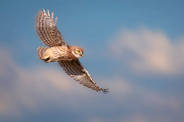 Pequeño Búho Athene Noctua Está Volando Fondo Naturaleza — Foto de Stock