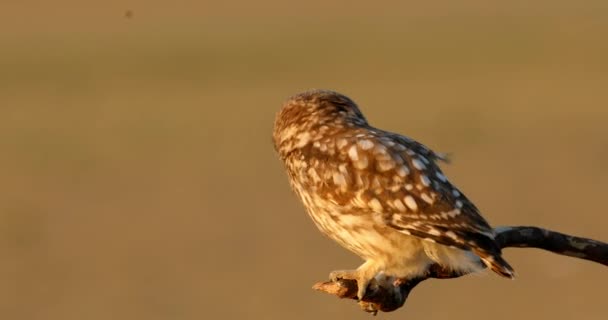 Piccolo Gufo Athene Noctua Sfondo Della Natura — Video Stock