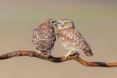Küçük baykuşlar. (Athene noctua) Doğa arkaplanı. 